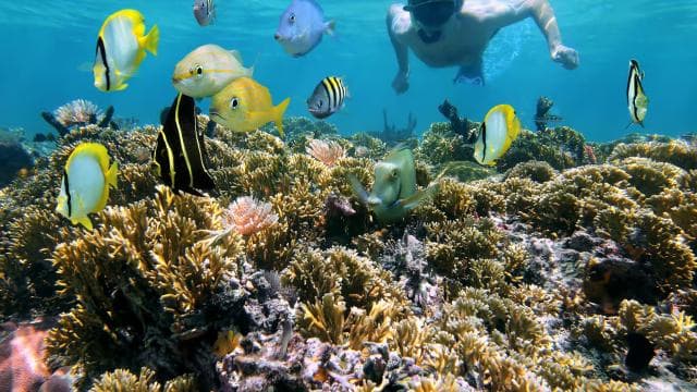 Playa Mantas: Morning Guided Snorkeling Tour Near Jaco Beach