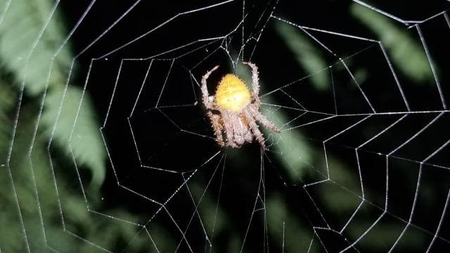 Night Tour Rainforest Guided Tour: la fortuna