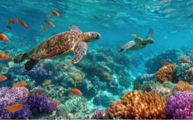 Saona Island: Punta Cana All-Inclusive