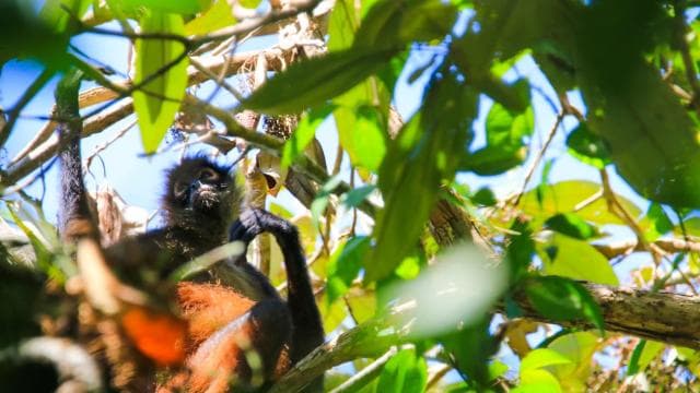 Terraba Sierpe National Wetlands - Mangrove Tour