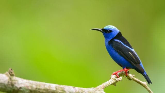 Costa Rica : Birdwatching experience with a profesional.