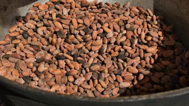 San Carlos: The Art of Chocolate Making Tour at Don Olivo