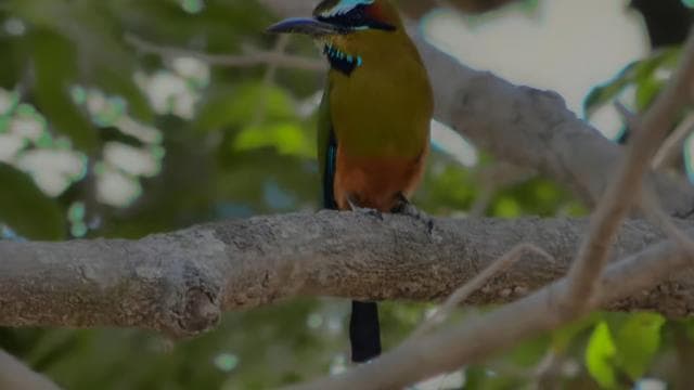 Monteverde Cloud Forest: Curicancha Reserve Nature Tour