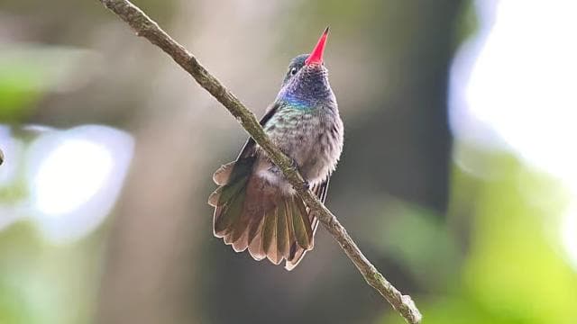 From Puerto Jimenez: Corcovado National Park Full-Day Tour