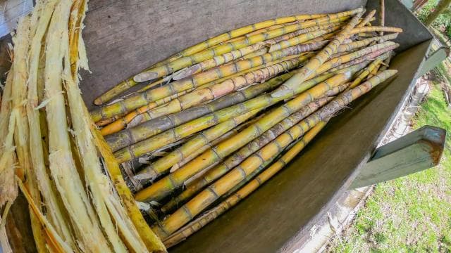 3 in 1 Coffee, Chocolate and Sugar cane