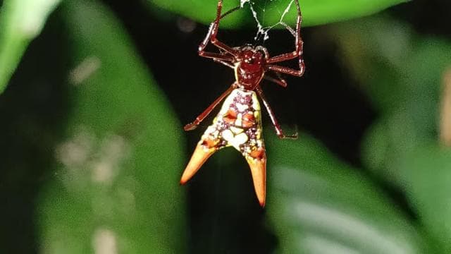 Cahuita's Tarantula Way Night Tour