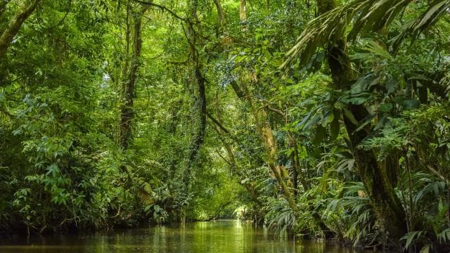 Cahuita National Park: Best Things to Do in Cahuita Limon
