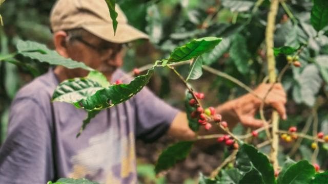 Poas Coffee tour, La Paz Waterfall and Poas Volcano