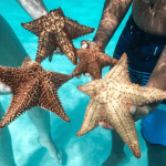 Saona Island Full-Day with Pickup in your Hotel Punta Cana