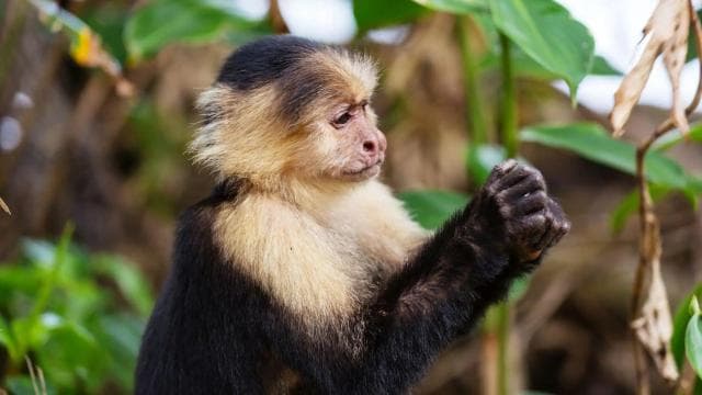 Epic Cahuita Combo Tour: Snorkel Reefs & Hike with Wildlife