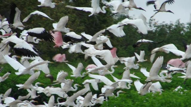 Caño Negro: rivers and lagoons: bird, flora and fauna tour