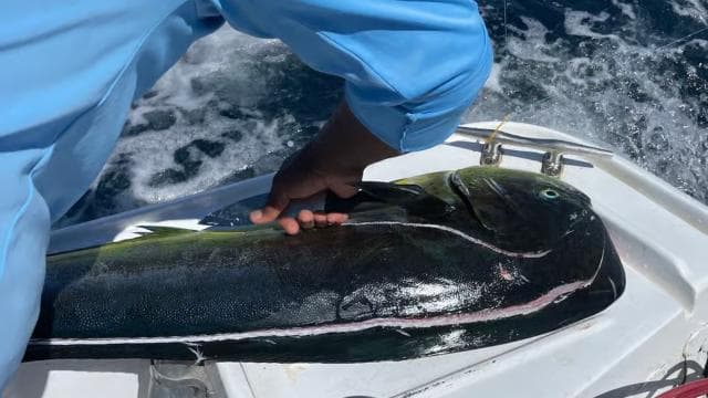 Costa Rica: Sport Fishing Half Day Private Guided Experience