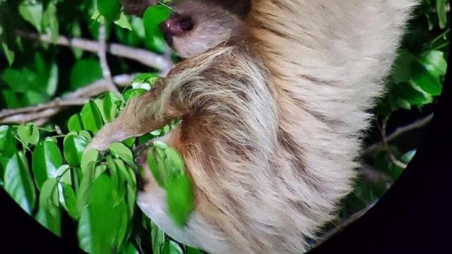 Santa Elena: Wildlife Refuge Monteverde Night Walking Tour