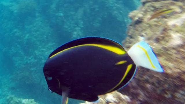 Uvita: Snorkeling at Caño Island