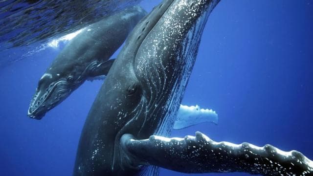 Uvita: Private Marino Ballena Boat Cruise Whales & Dolphins