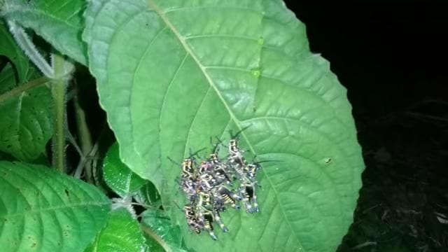 Manzanillo: Night hike in the forest