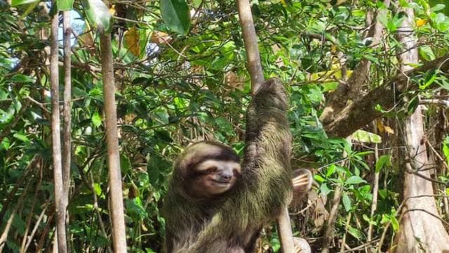 Puerto Viejo Talamanca: Hike through Gandoca Manzanillo Wild Life refuge.