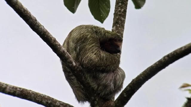 Costa Rica: Sloth Tour at Juan Castro Blanco National Park