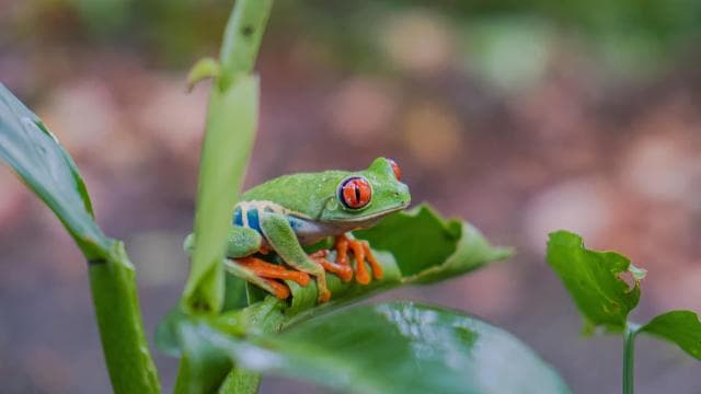 Natura Eco Park Admission: Wildlife Sanctuary