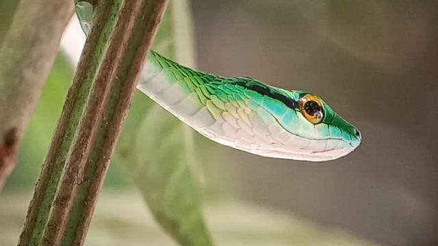Manuel Antonio National Park, Spotting Animals and plants