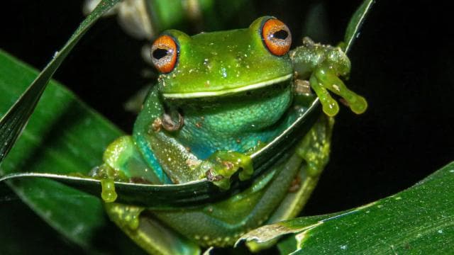 Cahuita: Night Reptile Tour with Specialist Guide