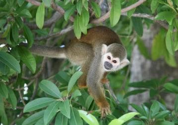 Bayahibe: Monkeyland and Country House Tour with Pickup