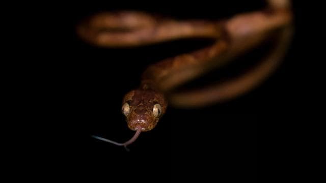 Monteverde: Night Walk in the Magical Forest