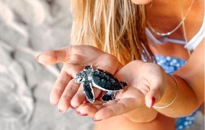 Isla Saona Wildlife Safari: Your All-Inclusive Escape