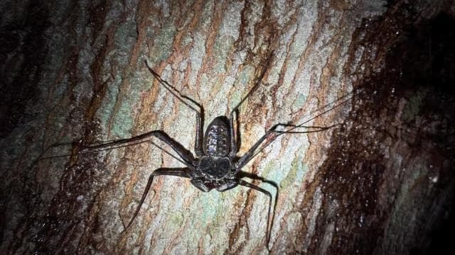 Puerto Jimenez: Nighttime Wildlife Hike with a Local Guide