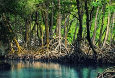 Sabana de la Mar: Los Haitises Guided Hike and Kayaking
