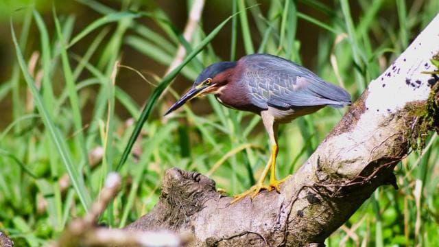 Tortuguero: Guided Canoe Tour "An Unforgettable Experience"