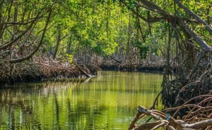 Samana: Los Haitises & Cano Hondo Overnight Tour
