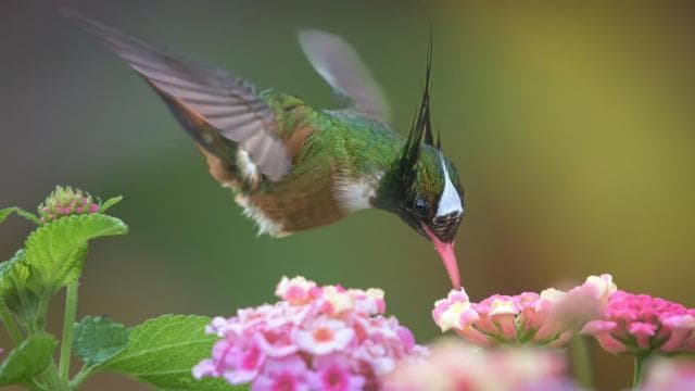 Esquipulas: Manuel Antonio Birdwatching experience