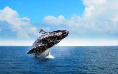 Miches: Half Day Whale Watching Catamaran Tour with Snacks