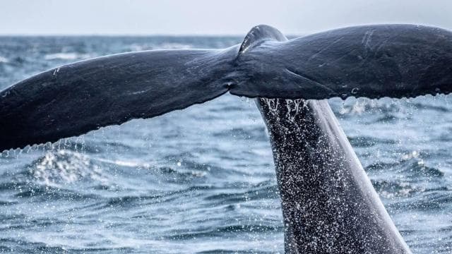 Uvita: Marino Ballena National Park Whale/Dolphin Watching