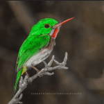 Birding: 4 Days of Bird Watching Dominican Republic