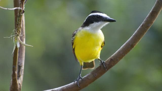 San Jose: Walking Nature Tour with Sloths, Birds, and Trees