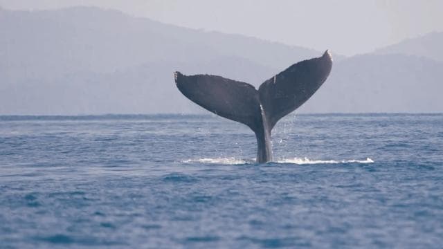 Uvita: Marino Ballena National Park Whale-Watching Tour
