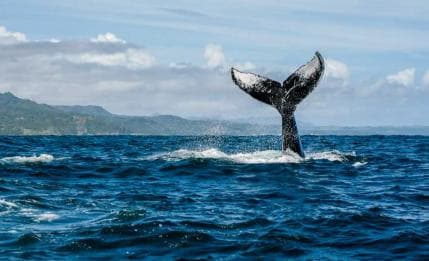 Miches: Half Day Whale Watching Catamaran Tour with Snacks