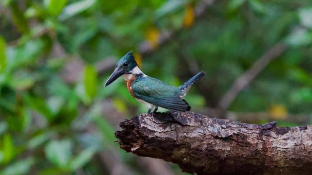 Quepos: Damas Island Authentic Local Mangrove Boat Tour
