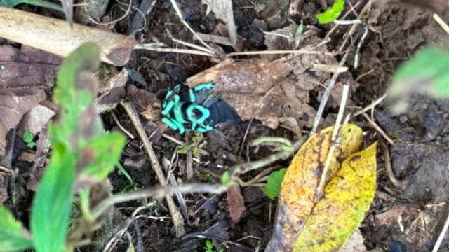 Guanacaste: Rainforest, Sloths, & Nature Day Trip with Lunch