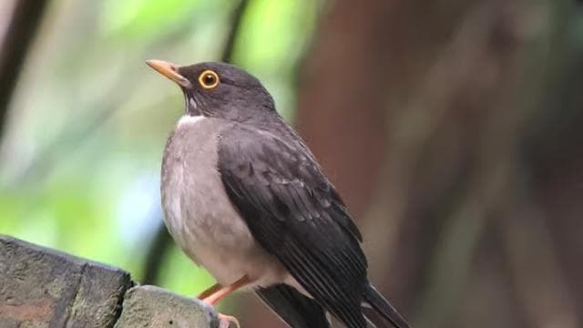Monteverde: Nature walk in Curicancha Reserve