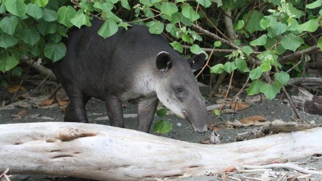 Corcovado National Park: Adventure Tour Overnight - 2 Days
