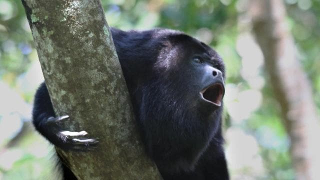 Epic Cahuita Combo Tour: Snorkel Reefs & Hike with Wildlife