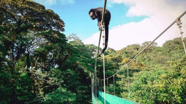 San Jose: Monteverde Sky Tram & Hanging Bridges Day Tour