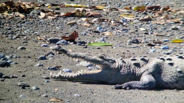 Puerto Jimenez: Corcovado National Park Sirena Day Tour