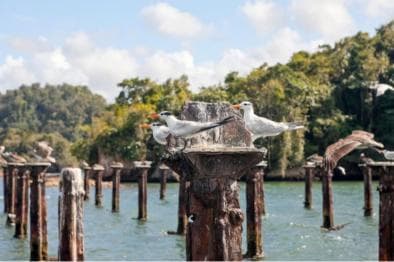 Samana: Los Haitises Kayaks & Caño Hondo Pools Tour w/ Lunch