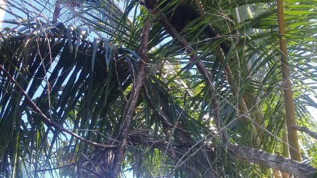 Cahuita National Park: Snorkel