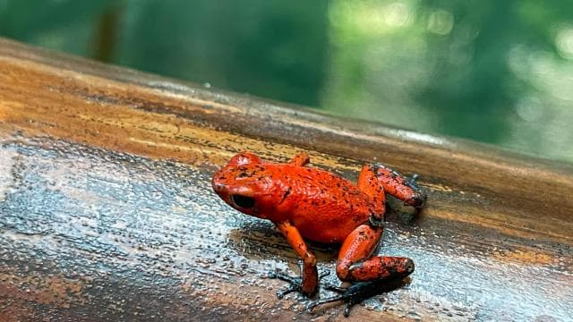 Puerto Limón: Tortuguero, Maratopia, Cahuita, banana plantation, and much more: tour