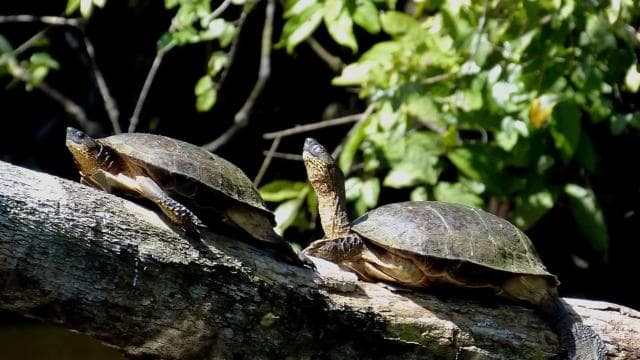 Tortuguero National Park: Best Things to Do in Tortuguero